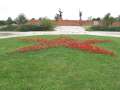 291 Red Star Flowers