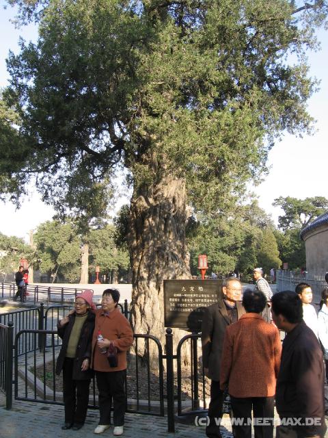 8557 Alter Baum