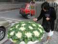 8531 Salatblumen