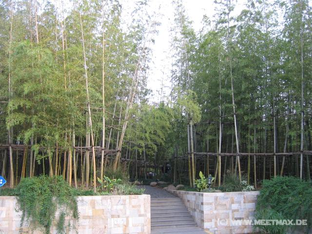 9672 Bambusplantage