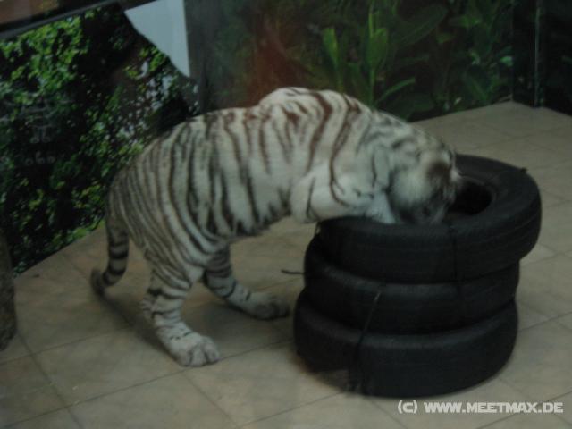 0092 Wei�e Tiger im Macau Tower