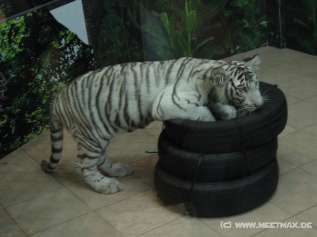 0093 Wei�e Tiger im Macau Tower