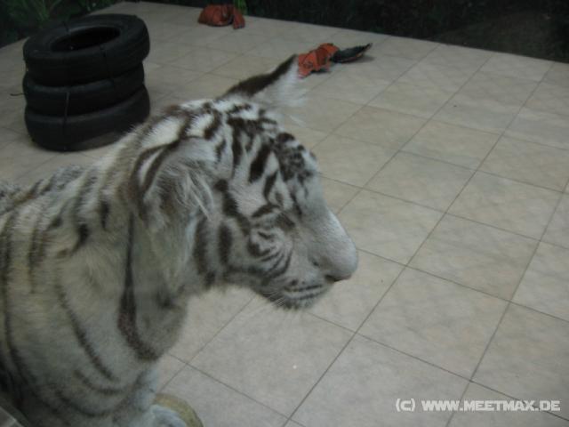 0096 Wei�e Tiger im Macau Tower