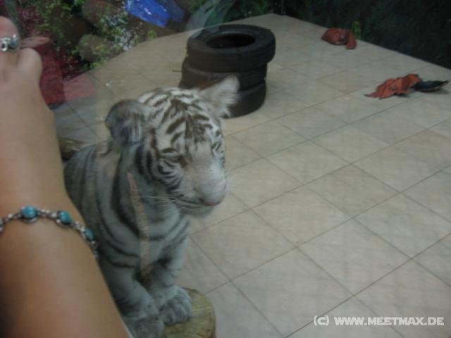 0097 Wei�e Tiger im Macau Tower