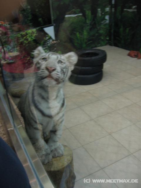 0098 Wei�e Tiger im Macau Tower