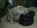 0092 Wei�e Tiger im Macau Tower