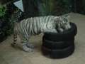 0093 Wei�e Tiger im Macau Tower