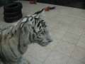 0096 Wei�e Tiger im Macau Tower