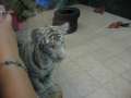 0097 Wei�e Tiger im Macau Tower