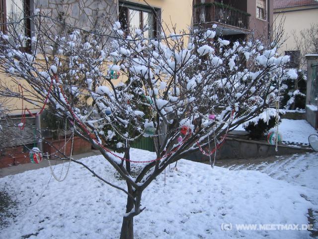 2434_Weihnachtsbaum
