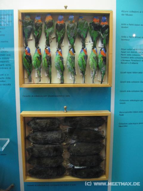 2456_Vogel_und_Maulwurfsammlung
