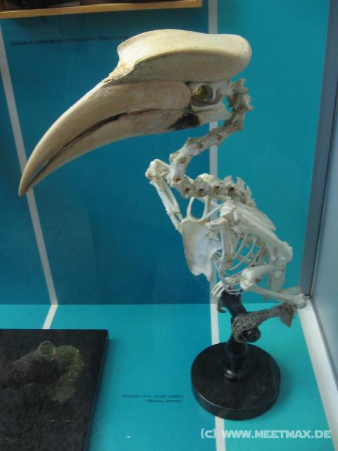 2457_Tukan
