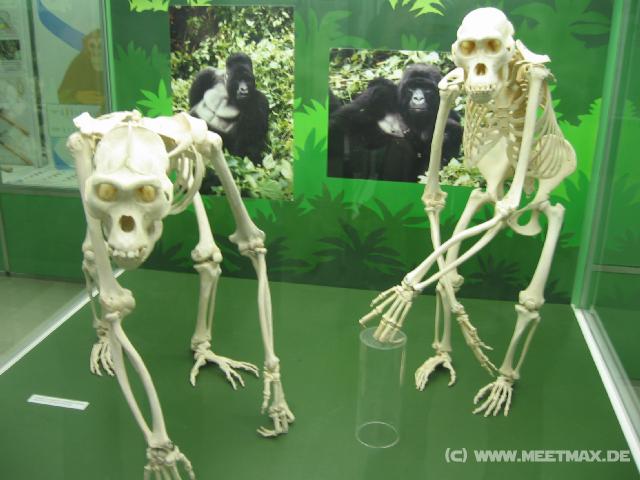 2472_Gorillas