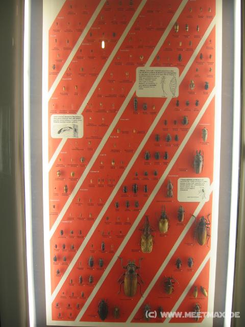 2475_K�fersammlung