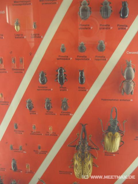 2476_K�fersammlung