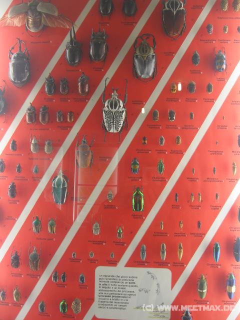 2477_K�fersammlung