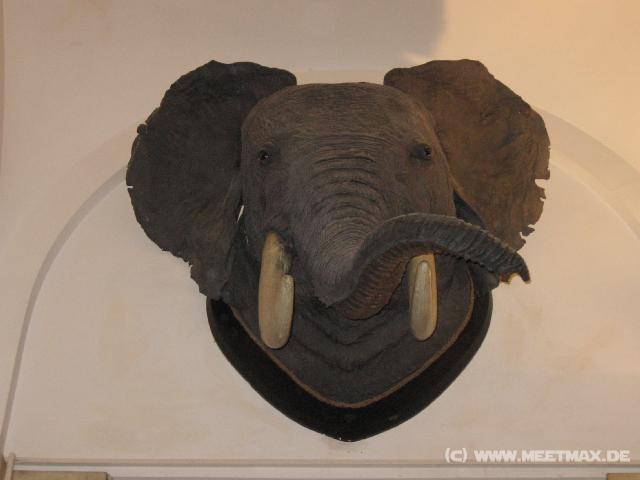 2479_Elefant