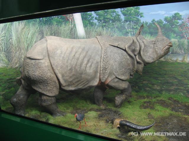 2483_Riesennashorn