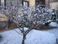 2434_Weihnachtsbaum