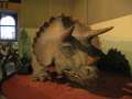 2469_Triceratops