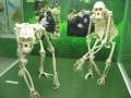 2472_Gorillas