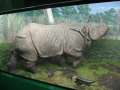 2483_Riesennashorn