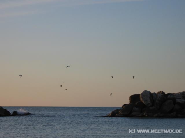 3192_V�gel