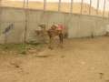4450_Reittiere