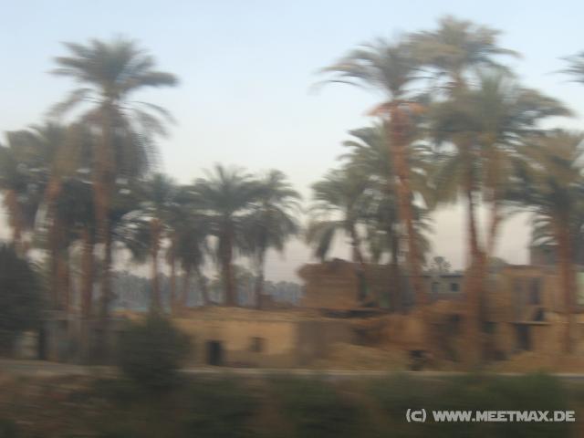 4560_Palmen