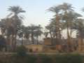 4560_Palmen