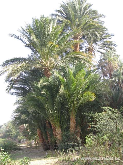4879_Palmen