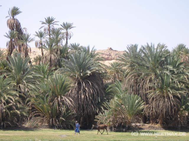 4906_Palmen