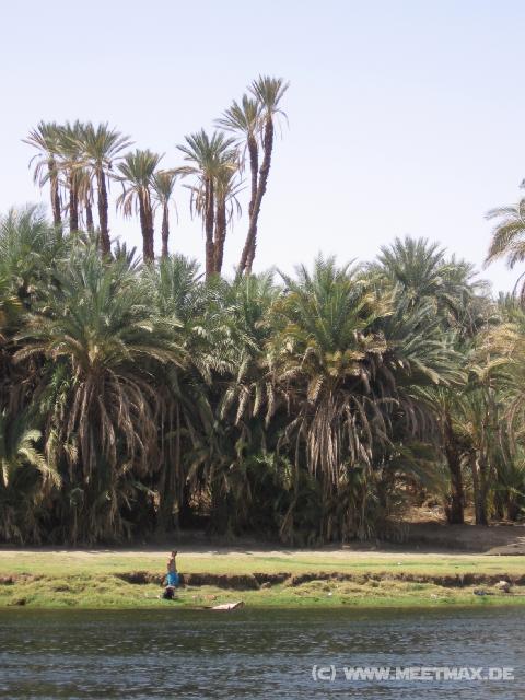 4907_Palmen