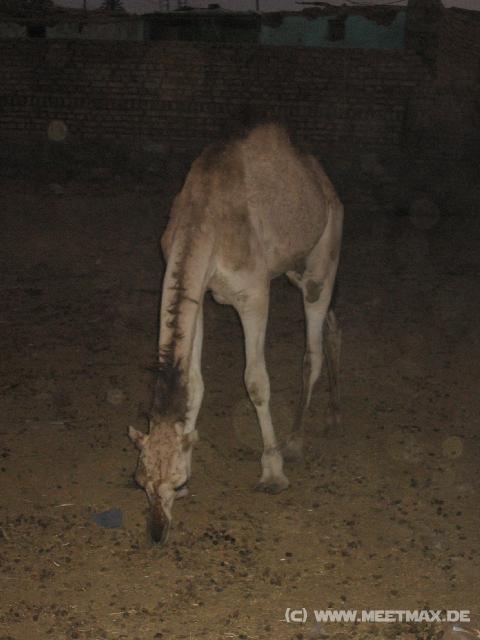 5000_Kamel