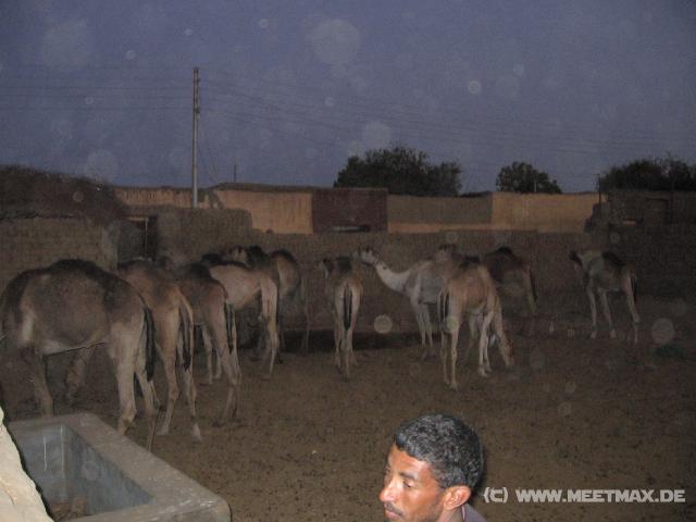 5001_Kamele