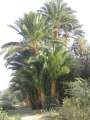 4879_Palmen