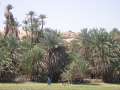 4906_Palmen
