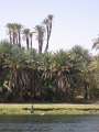 4907_Palmen