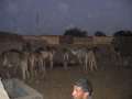 5001_Kamele