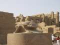 5165_Riesen-Skarab�us