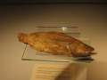 5378_Fisch-Mumie