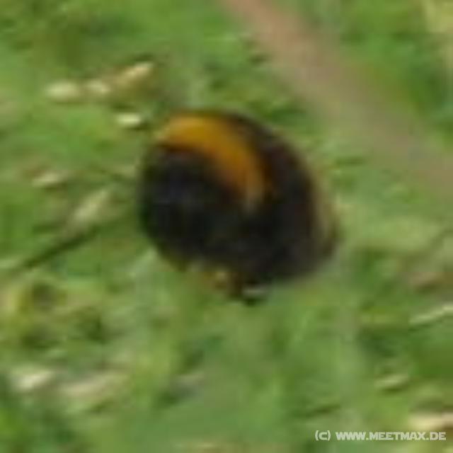 6549_Hummel