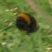 6549_Hummel