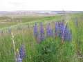 0486_Natur