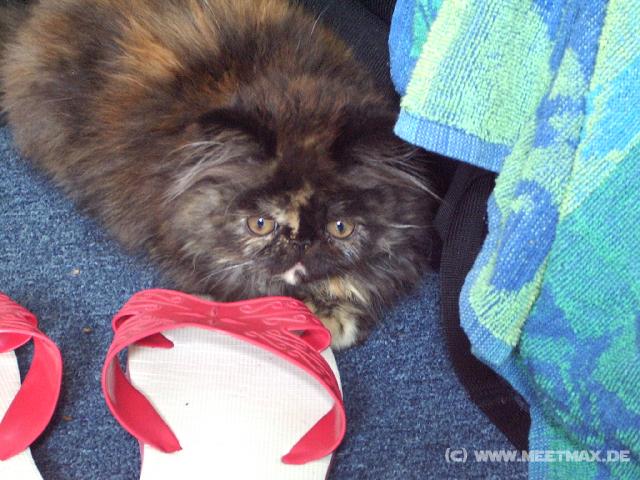 3026_Hostekatze_Gizmo