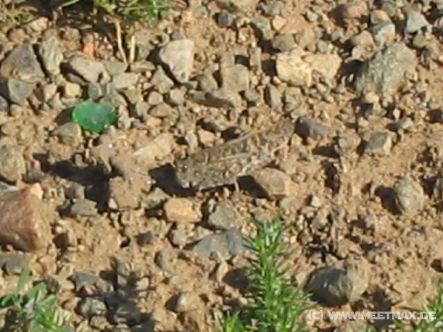 0789_Heuschrecke