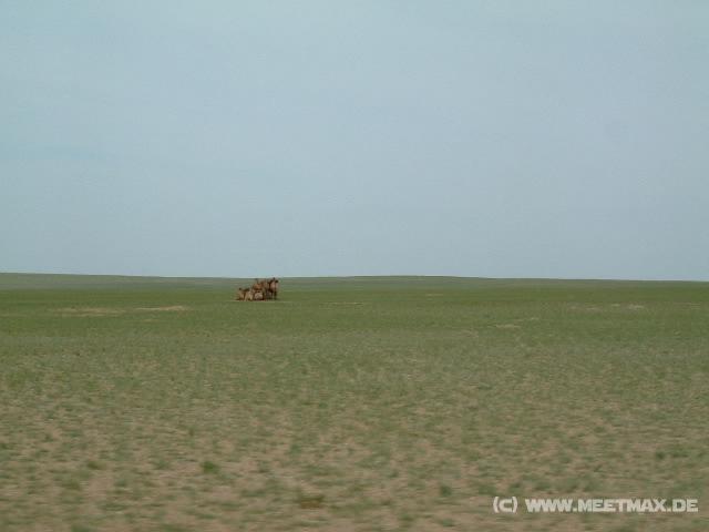 0064_Kamele
