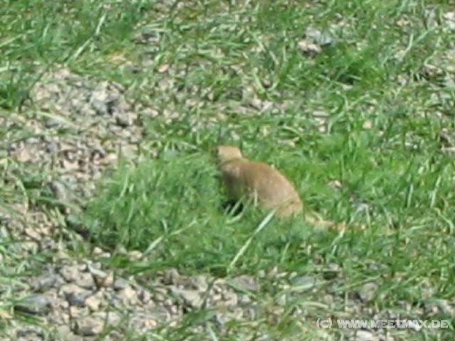 0038_Tierchen
