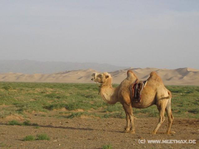 0814_Kamel