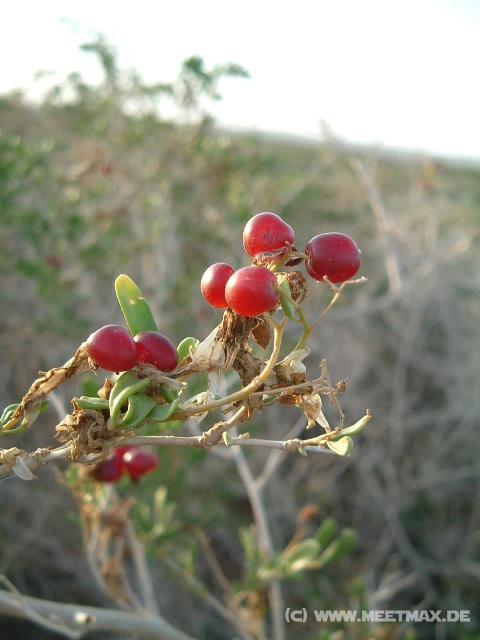 0821_Frucht